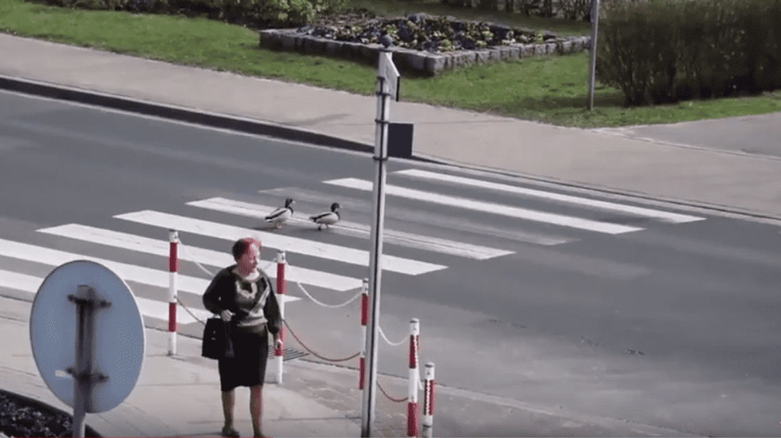 Nie takie dziwaczki, ale ich zachowanie dziwić może. Kaczki jezdnię pokonały przez pasy WIDEO