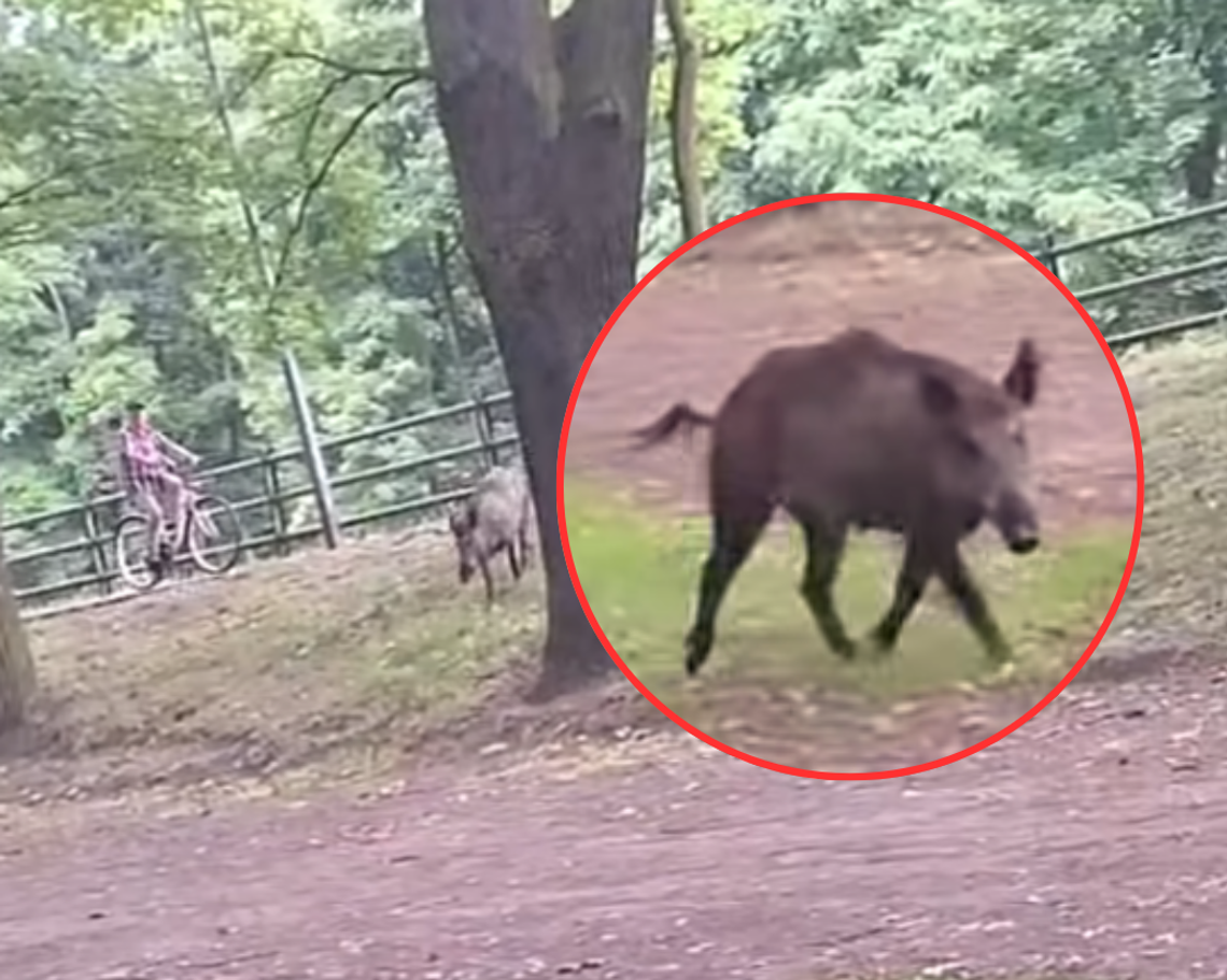 Niecodzienny spacerowicz w kaliskim parku WIDEO
