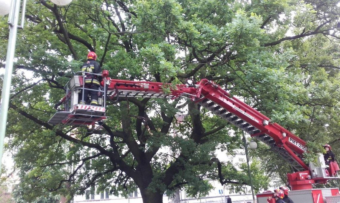 Nietypowa akcja strażaków na Plantach ZDJĘCIA