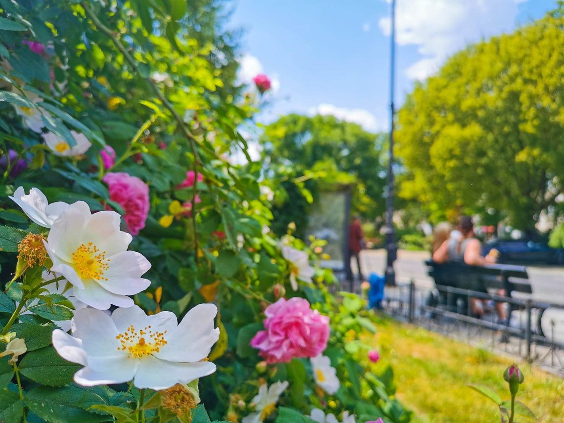 Nowe wyspy kwietne w Kaliszu. Tysiące kwiatów w jednym miejscu