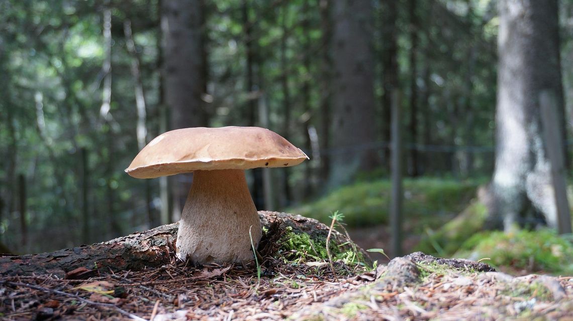 O czym warto pamiętać, wybierając się na grzyby?