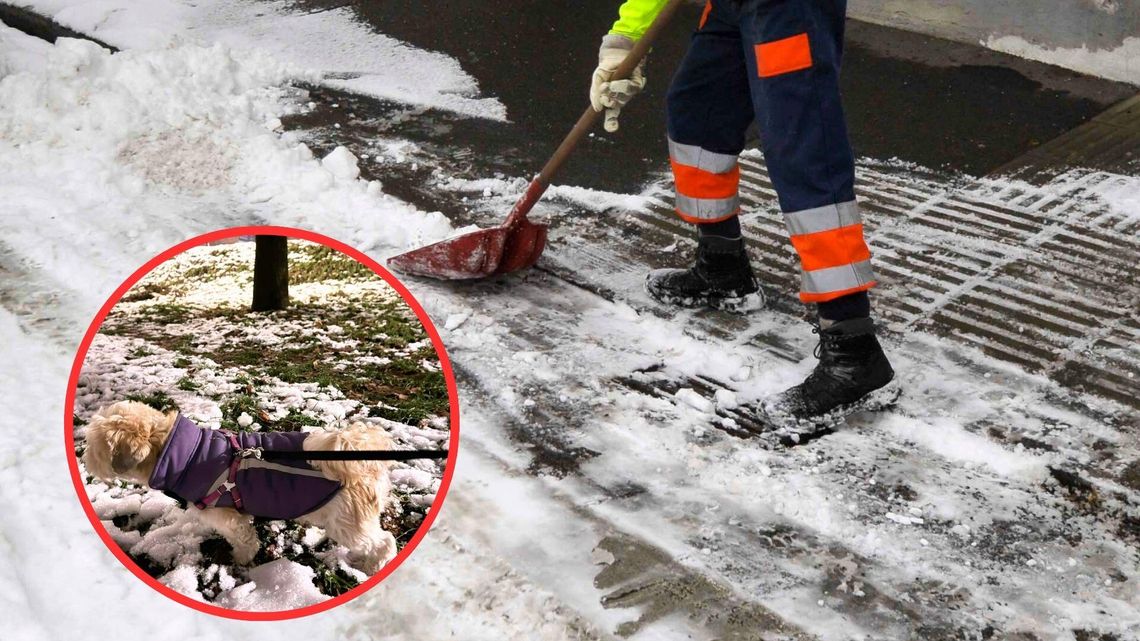 Objawy silnego zatrucia u psa. Czytelniczka ostrzega