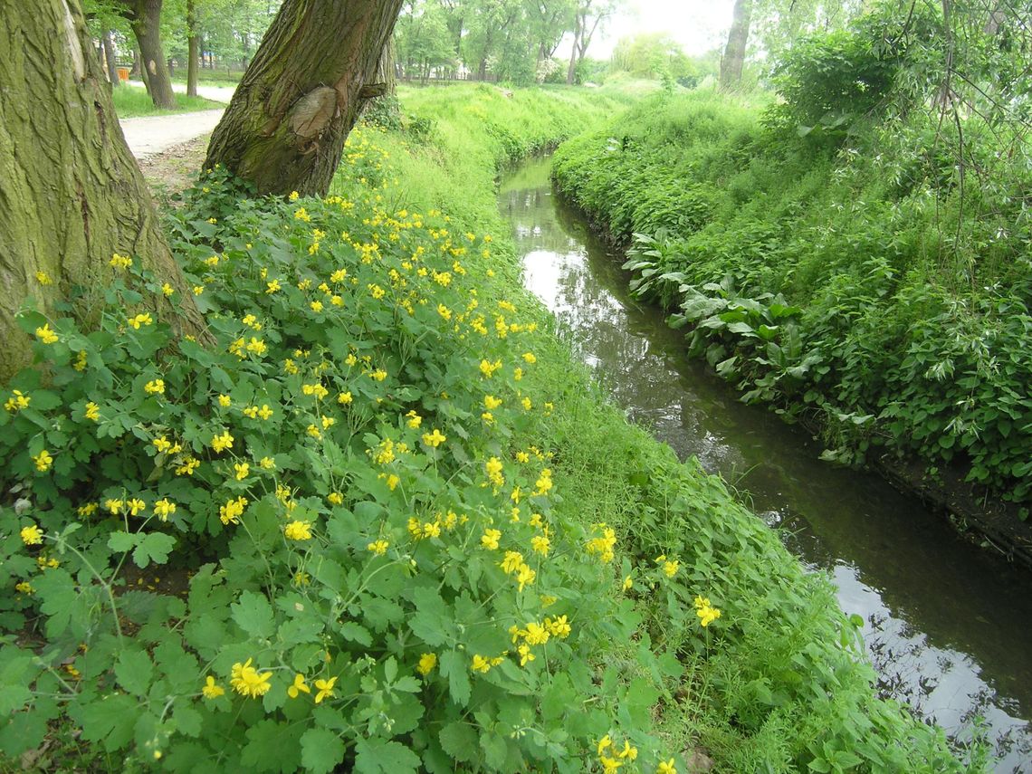 Odkopią Ner. Rzekę przepływającą przez Pleszew zakopano w XX wieku