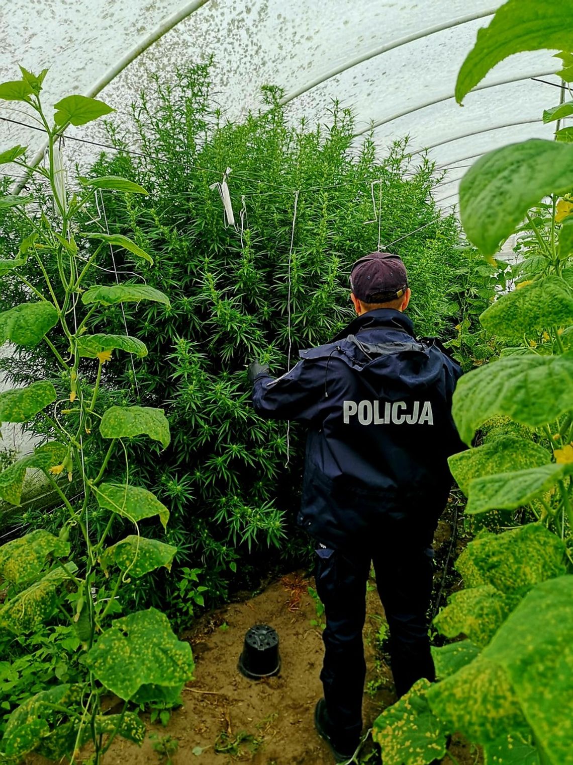 Ogórki, pomidory i jeszcze TO. Plantację prowadził pod Kaliszem