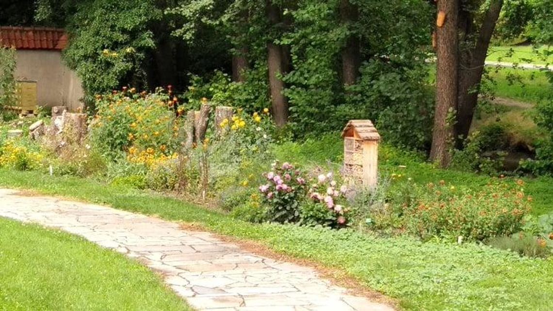 Ostrowskie ule. W mieście powstanie pasieka