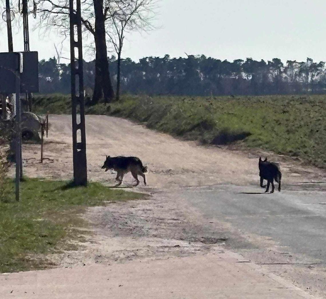 OSTRZEŻENIE dla osiedla. „Zaatakowały i zagryzły”