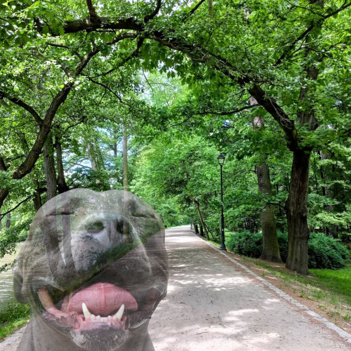 PARK MIEJSKI: Biegający luzem pitbull pogryzł innego psa. Policja szuka właściciela