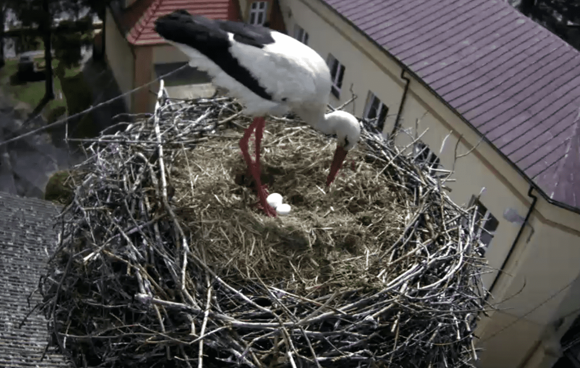 Pierwsze jaja w przygodzickim gnieździe. Lada moment powinny pojawić się kolejne