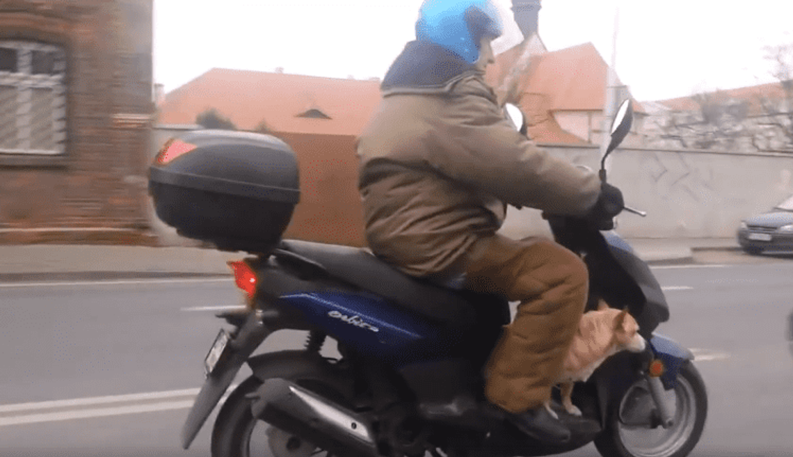 Pies, który jeździł… skuterem WIDEO