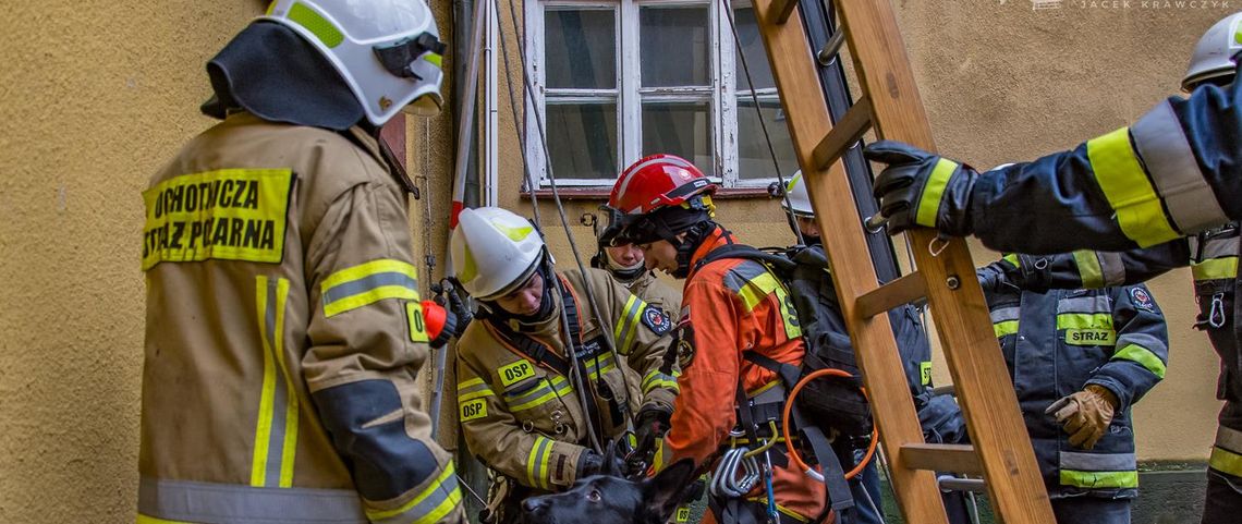 Pies utknął w zbiorniku do kiszenia kapusty. Pomogli strażacy