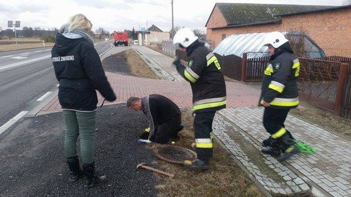 Pies w rurze melioracyjnej. Akcja ratunkowa trwała 7 godzin! ZDJĘCIA