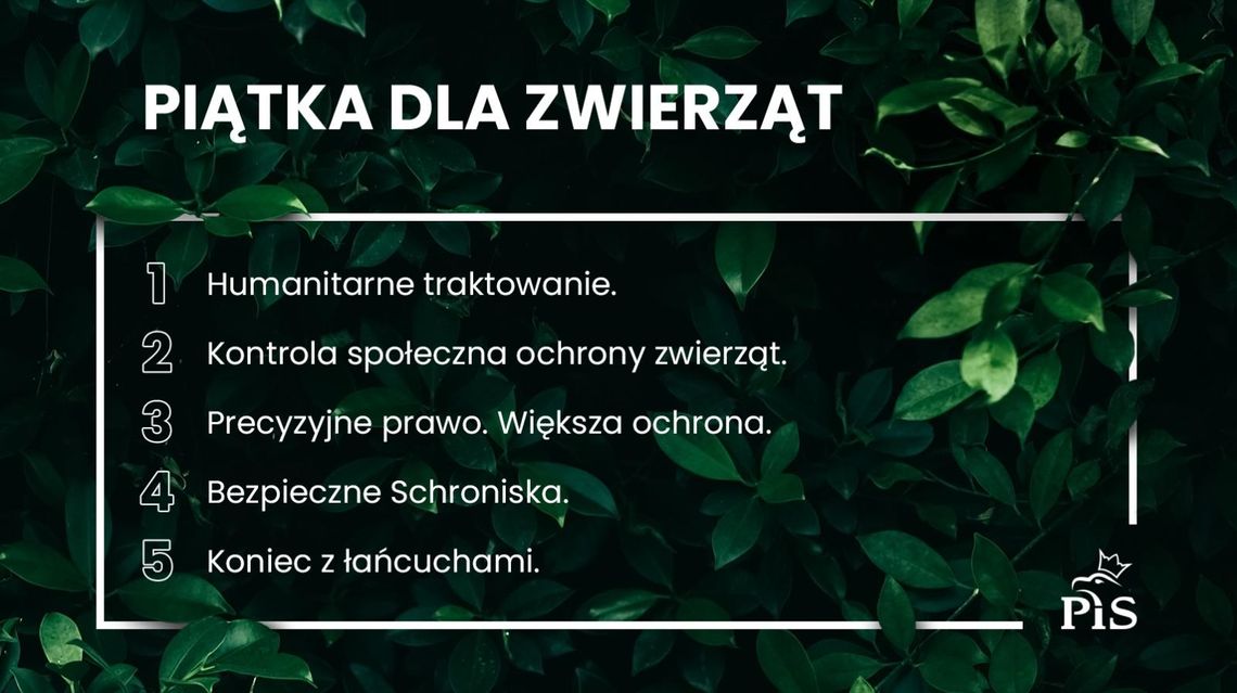 PiS ogłosił „piątkę dla zwierząt”