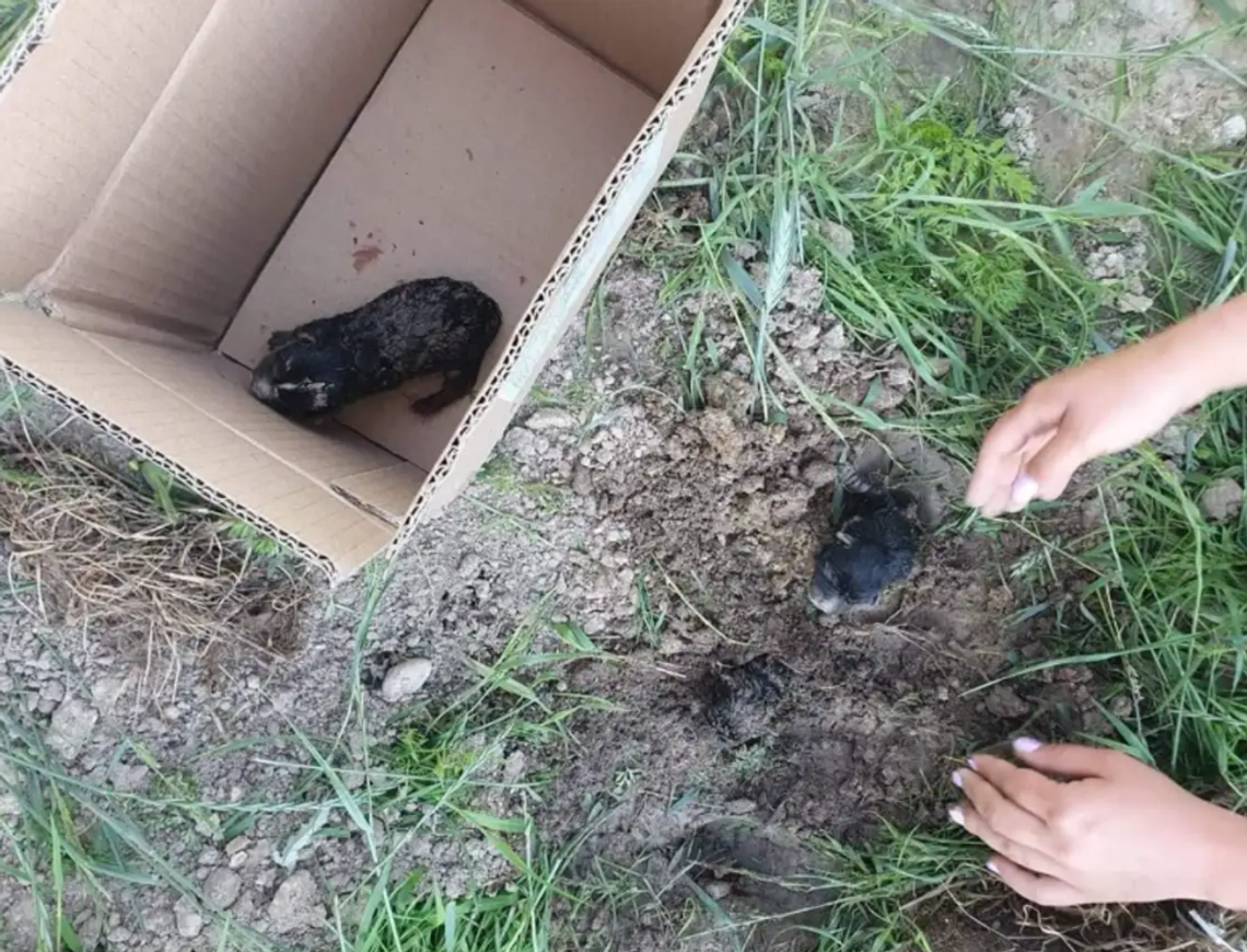 Piszczały spod ziemi. Sprawa zakopanych szczeniąt trafiła do Sądu Najwyższego