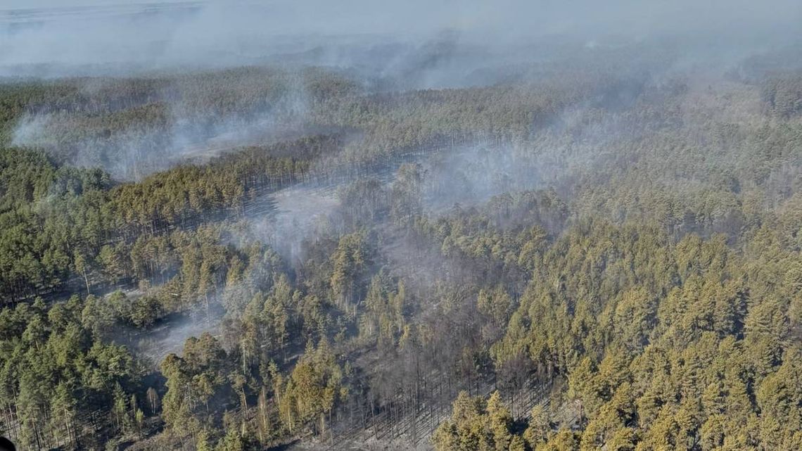 Płoną lasy na Lubelszczyźnie. W akcji także strażacy z Kalisza