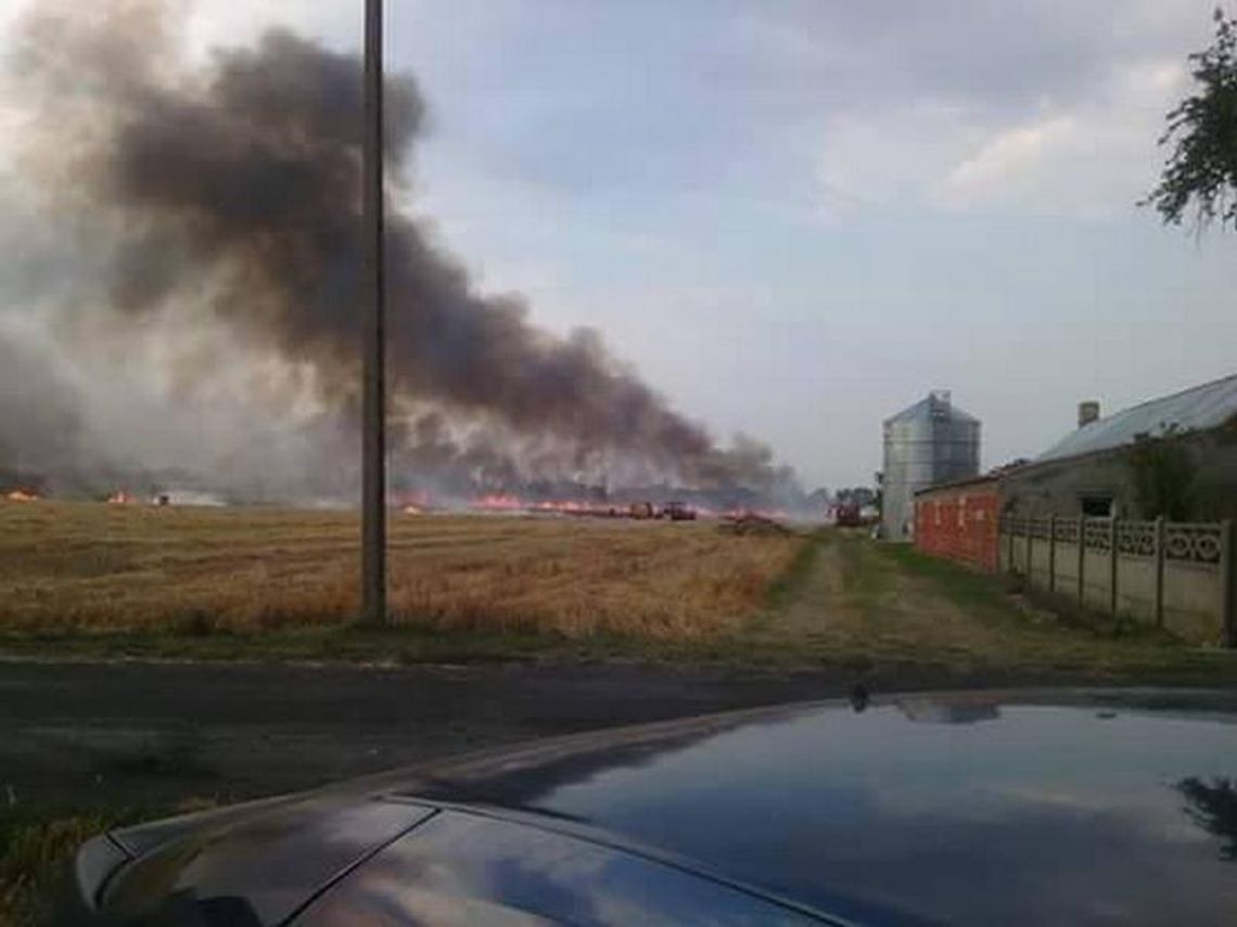 Płoną zboża i trawy ZDJĘCIA