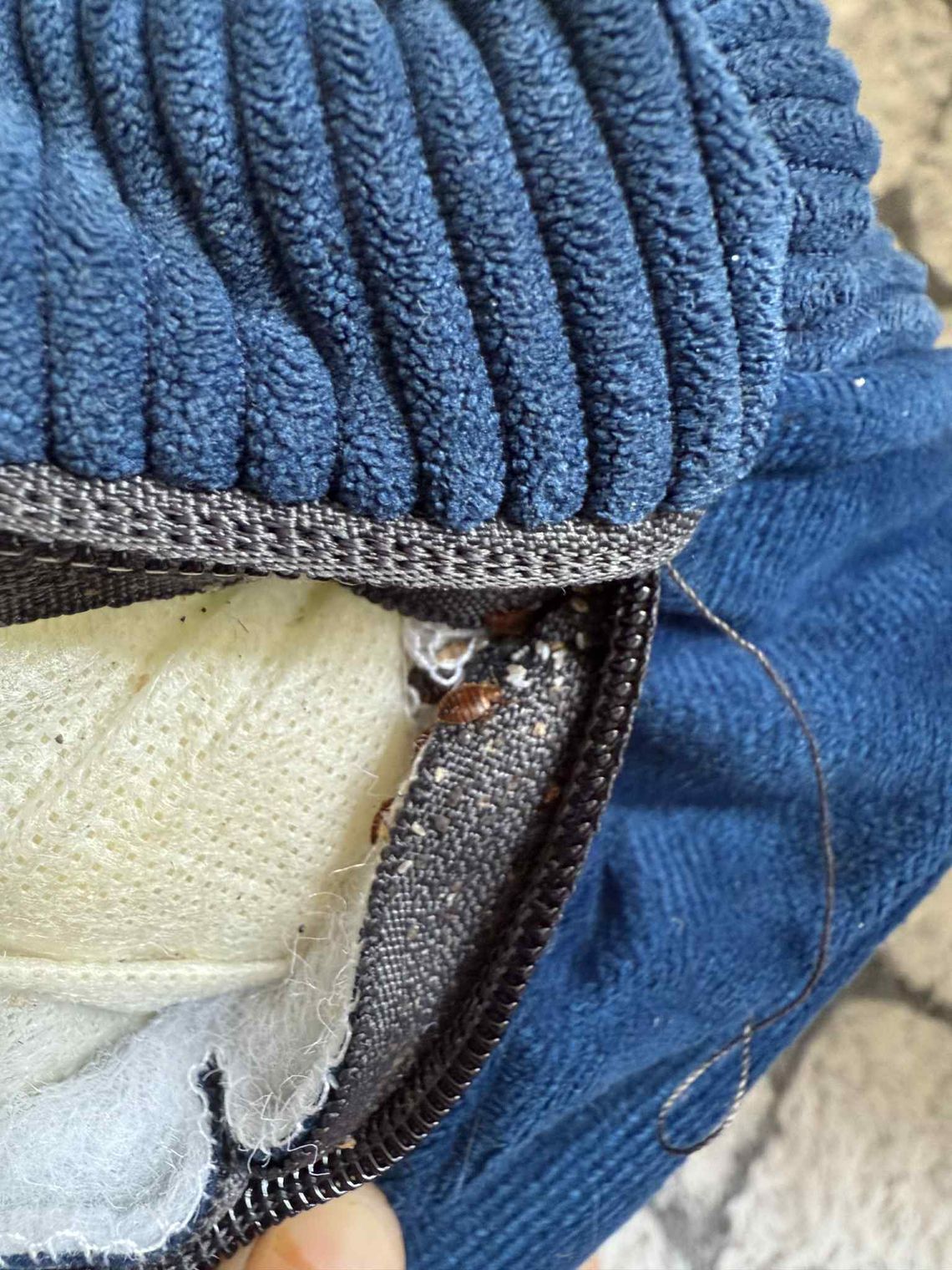 Pluskwy w nowym narożniku? Historia kaliszanina Pluskwy w nowym narożniku? Historia kaliszanina