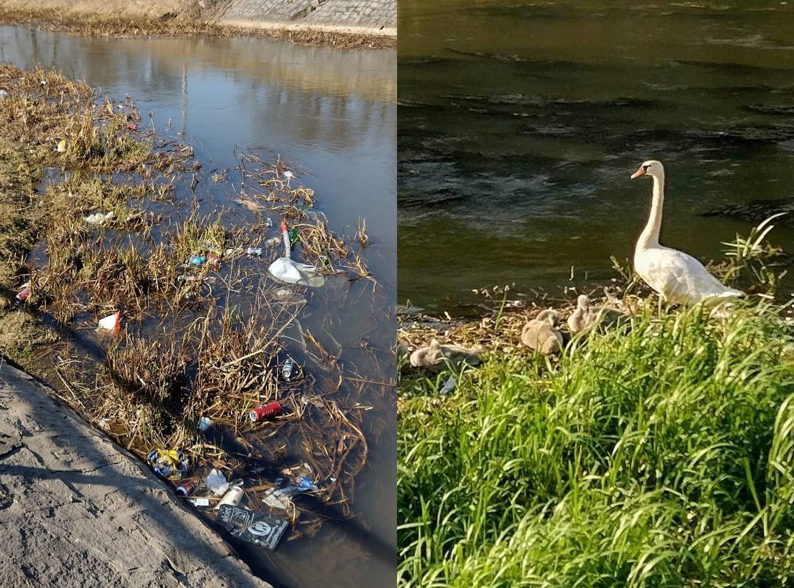 Pływały śmieci, teraz łabędzie. Tak zmieniła się rzeka w tym miejscu