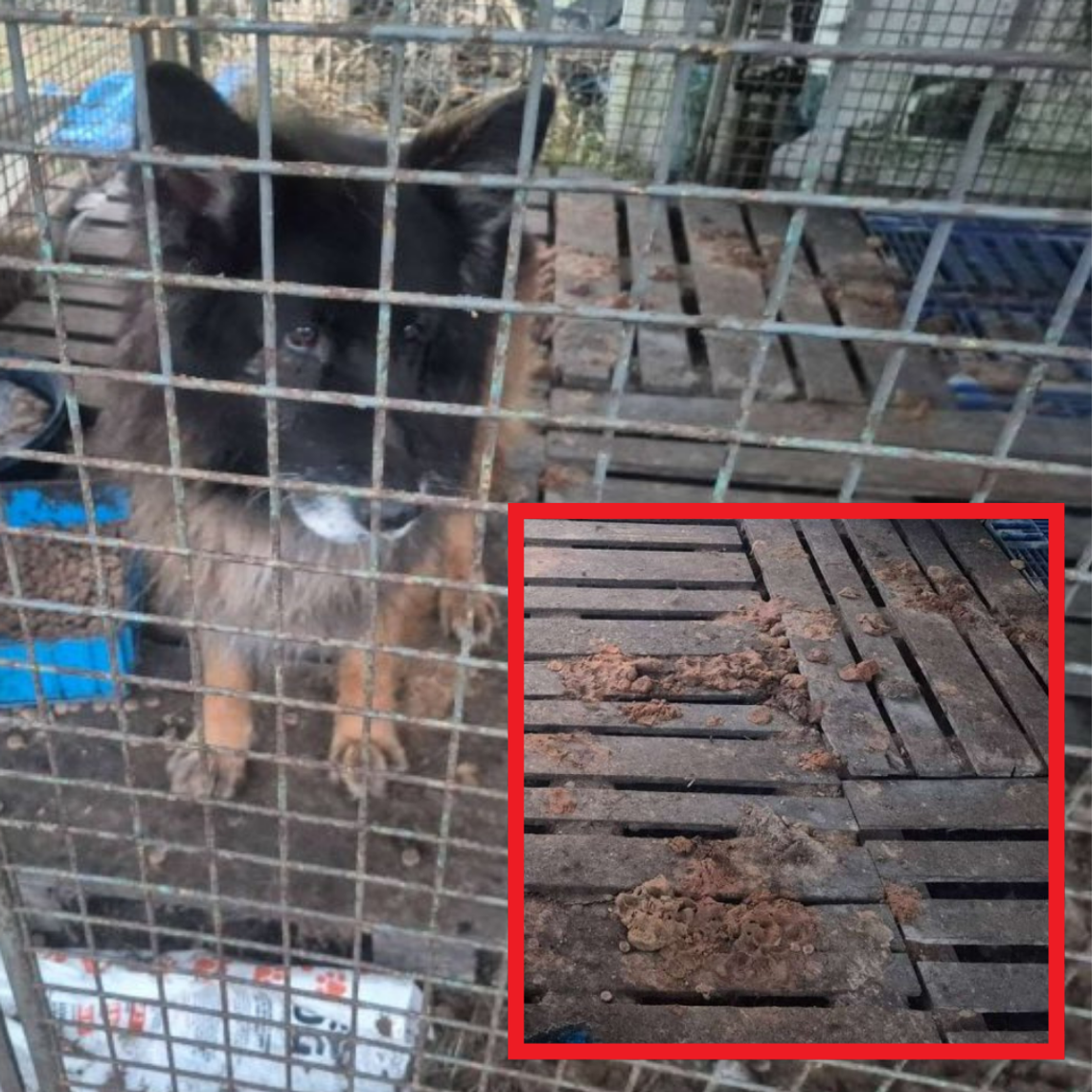 Po raz KOLEJNY skrzywdził zwierzaka. Ten sam właściciel, ten sam dramat Po raz KOLEJNY skrzywdził zwierzaka. Ten sam właściciel, ten sam dramat