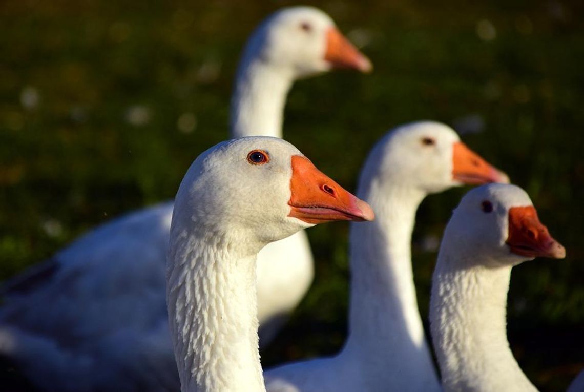 Podejrzenie ptasiej grypy w powiecie ostrowskim