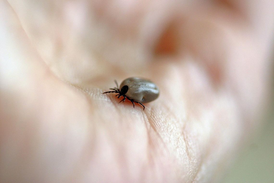 Pojawił się nowy gatunek kleszcza, a szczyt sezonu zachorowań przed nami!