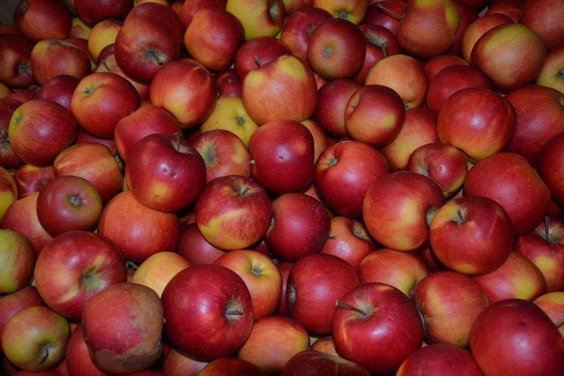 Polskie jabłka cenione w świecie