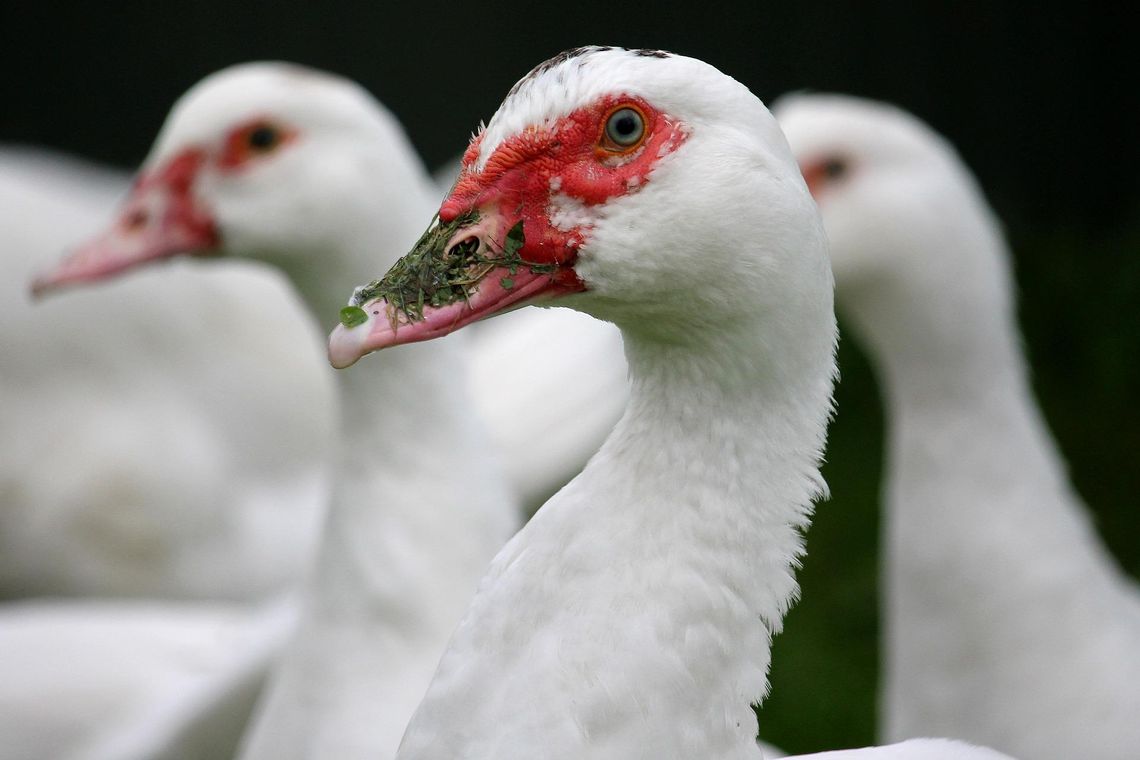 Powrót ptasie grypy w powiecie kaliskim. Zwołano sztab kryzysowy