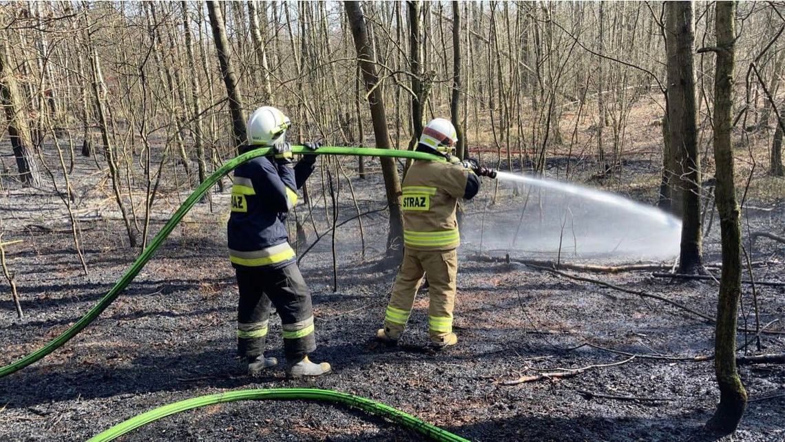 Pożar poszycia lasu. Spłonęło pół hektara