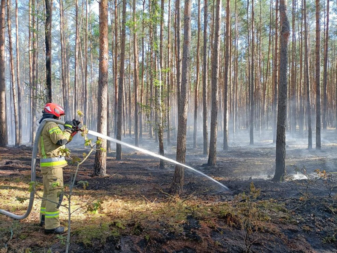 Pożar w Lesie Winiarskim! Zauważyła go 84-latka