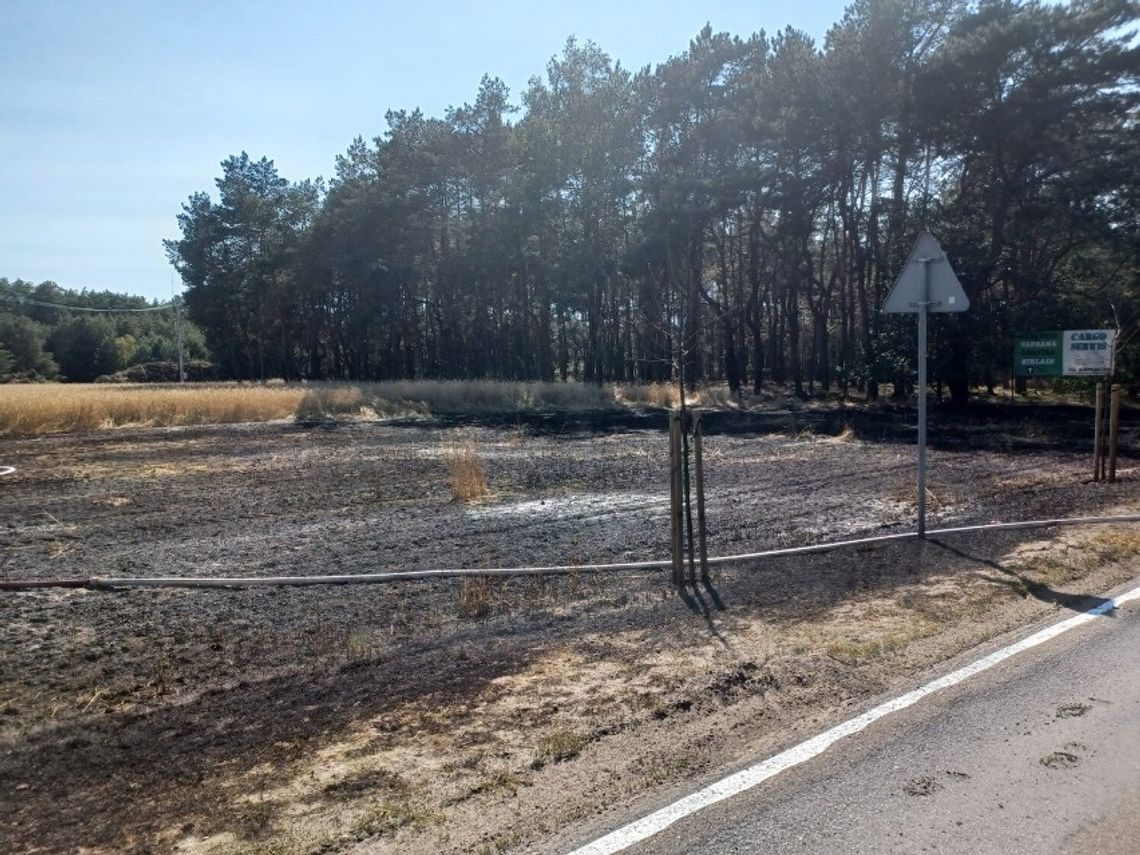 Pożar zboża na pniu. Ogień był bardzo blisko lasu!