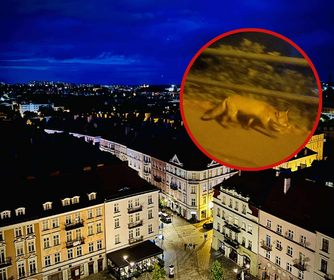 Przechadzał się po centrum Kalisza. „To coraz częstszy widok”
