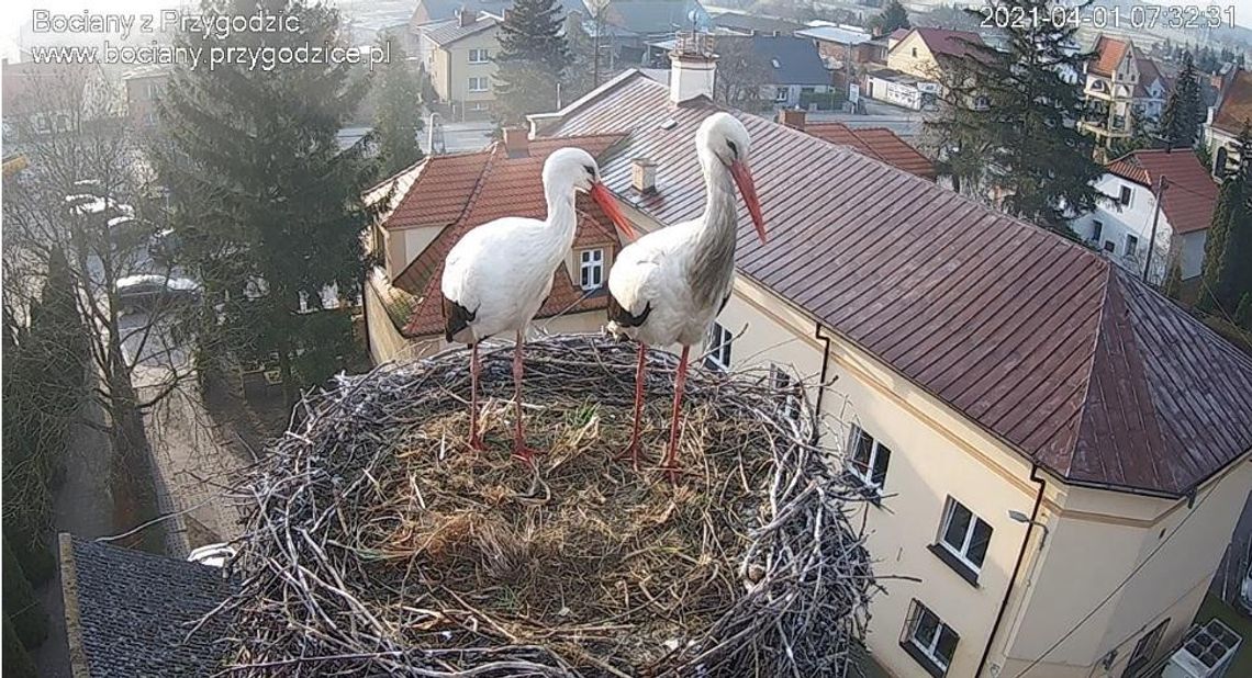 Przygoda doleciała. Czekamy na pierwsze jajo w najsłynniejszym bocianim gnieździe ZDJĘCIA