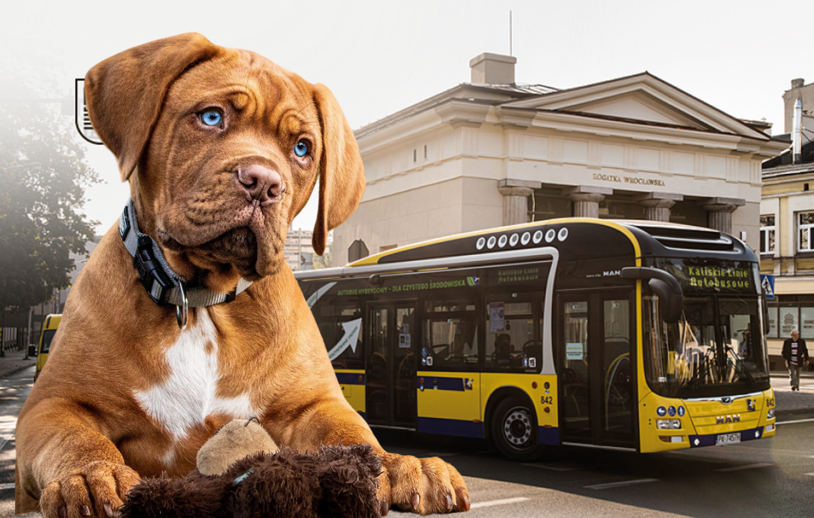 Psy i koty pojadą za darmo? Zmiany w Kaliskich Liniach Autobusowych