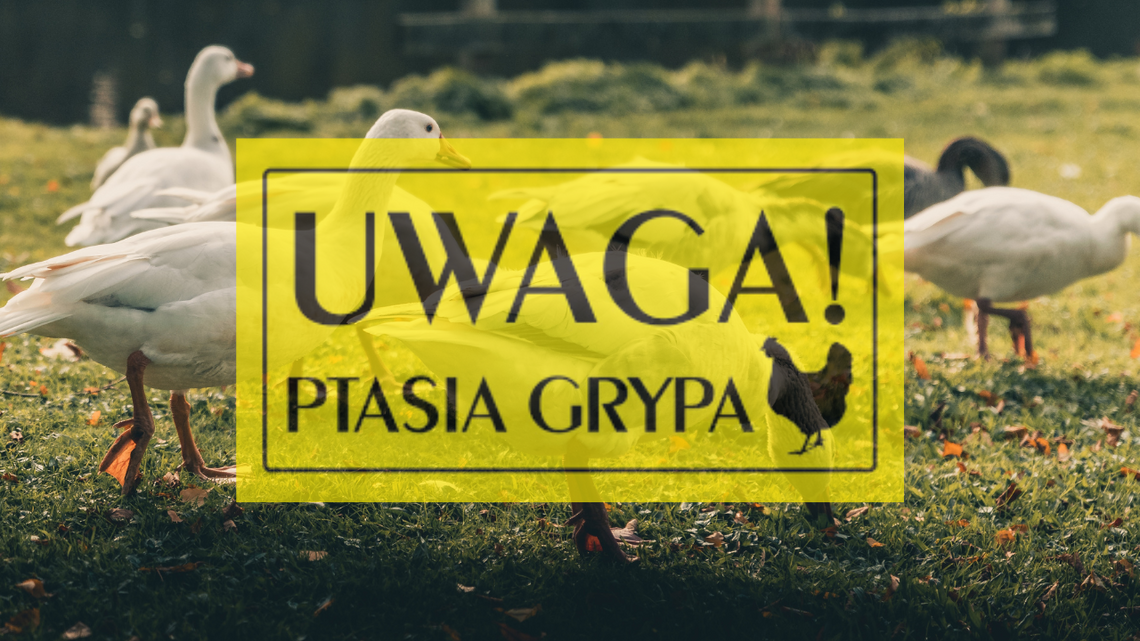 Ptasia grypa także w Kaliszu. Te osiedla wskazał Powiatowy Lekarz Weterynarii