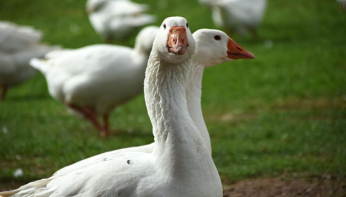 Ptasia grypa u naszych sąsiadów. 14 tysięcy gęsi do likwidacji