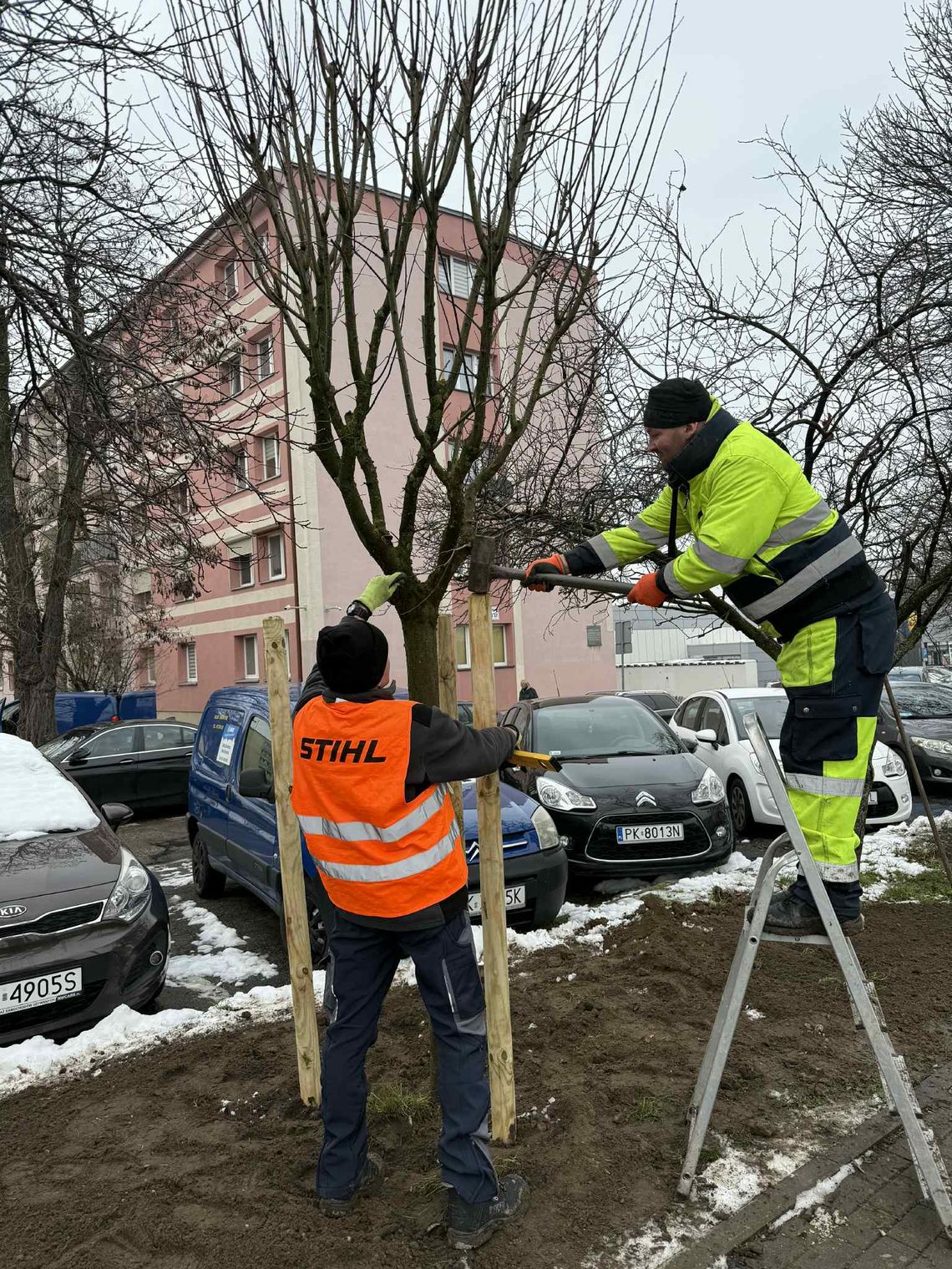 Purpurowa aleja w Kaliszu. Nowe nasadzenia w centrum miasta