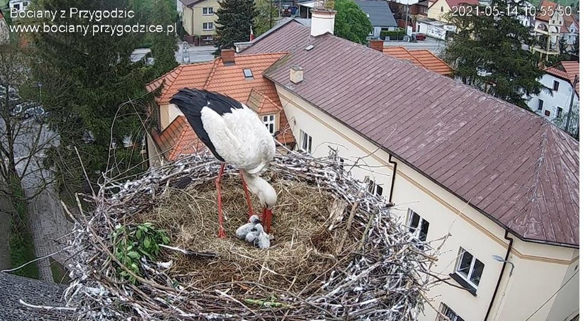 Rodzina w komplecie. Wykluł się trzeci bociek