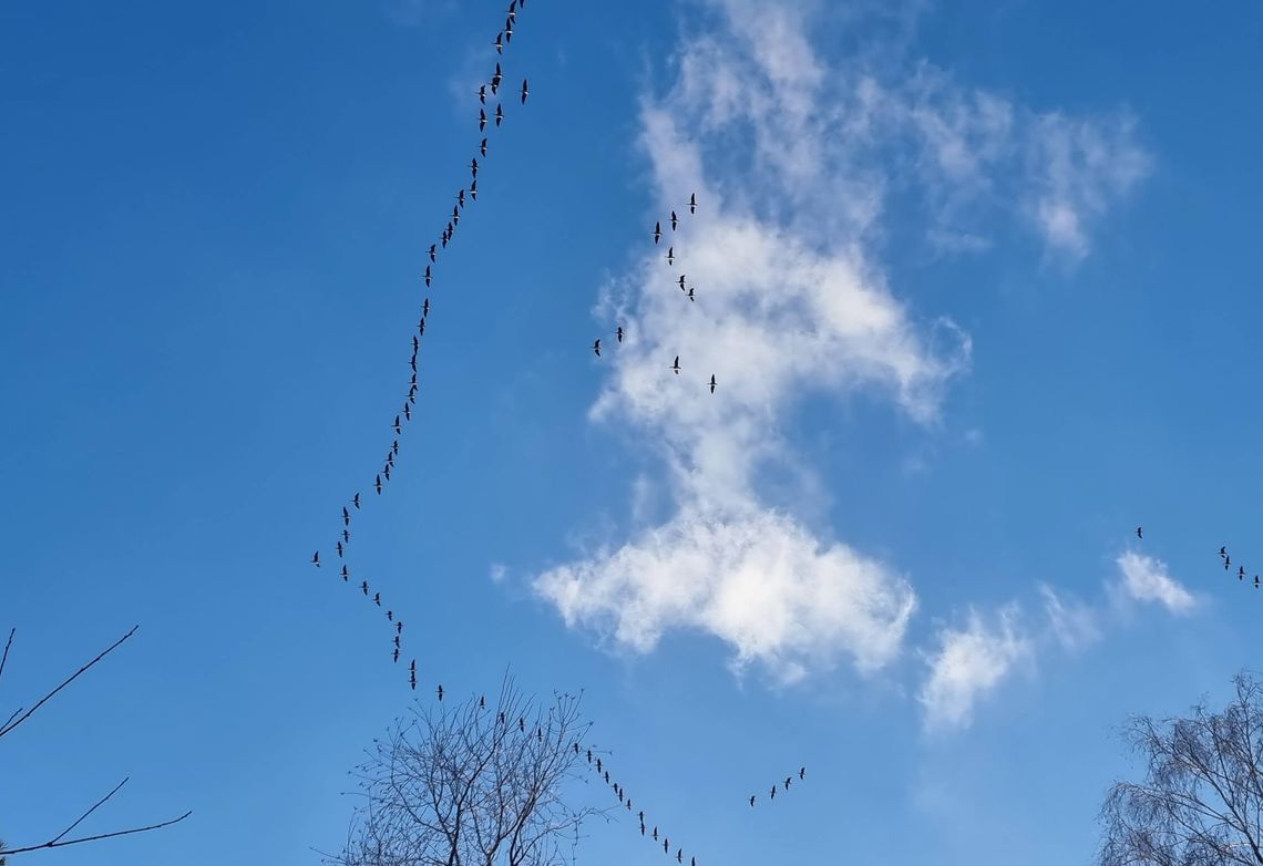 Ruch w naturze. Czy to zwiastuje nadchodzącą wiosnę?