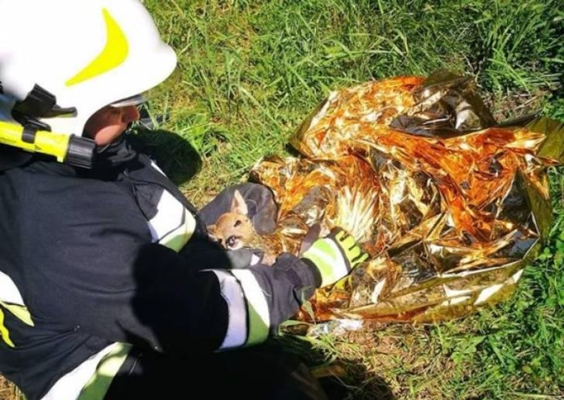 Sarna wpadła do zbiornika z wodą, jej życie uratowali strażacy ZDJĘCIA