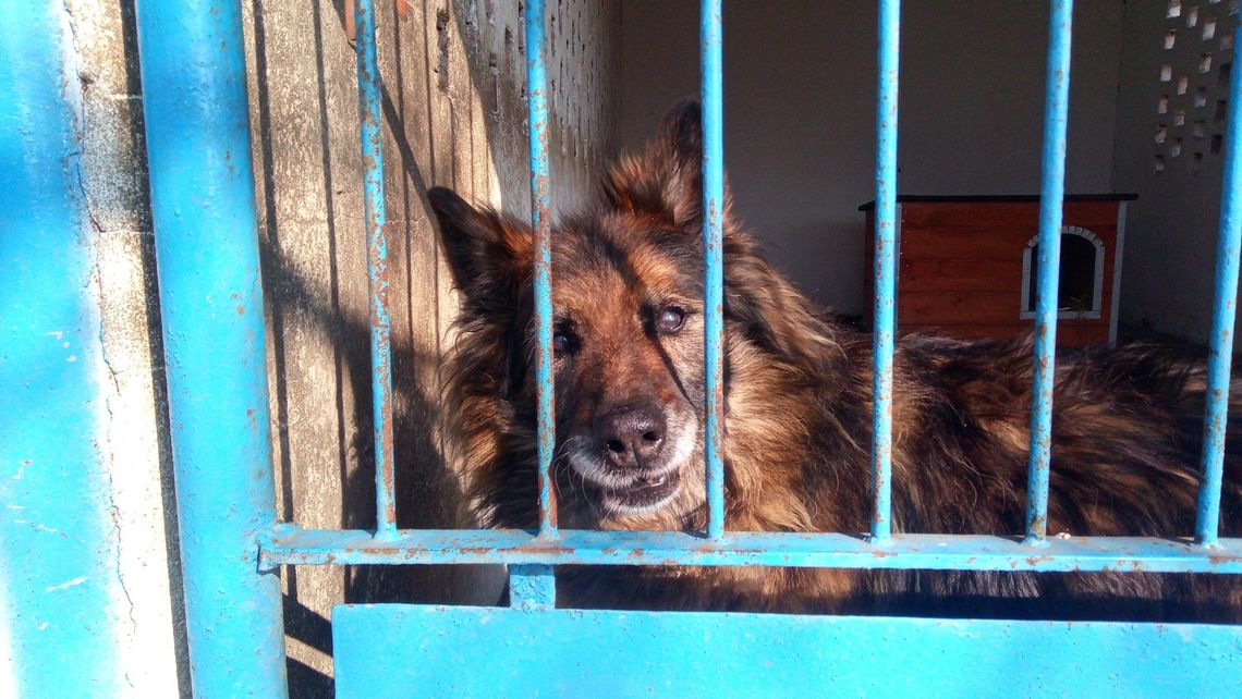 Schorowana Telma w końcu trafi do adopcji. Wiadomo, co jej dolega