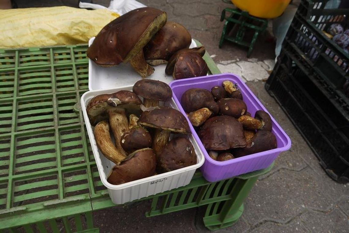 Sezon na grzybobranie rozpoczęty ZDJĘCIA