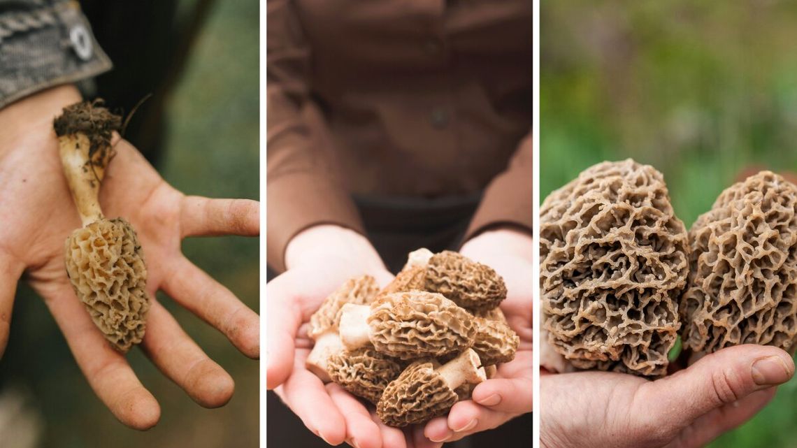 Sezon na grzyby zaczyna się wiosną. Grzybiarze ruszyli na połów