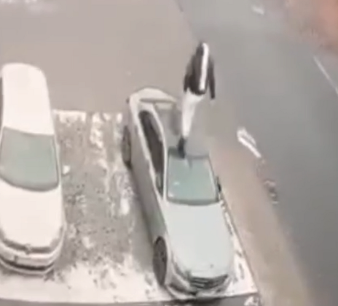 Skakał po mercedesie. Wszystko się nagrało