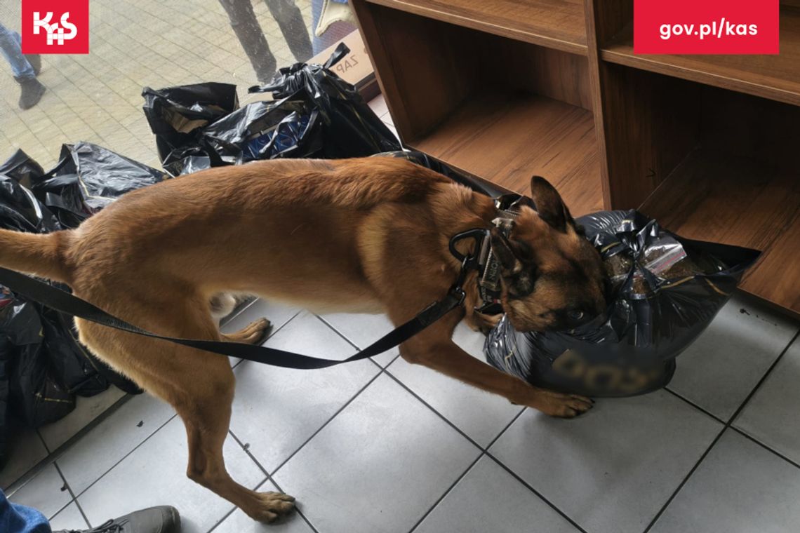 Sklep zamknięty przez służby. „Wywąchała ich” Panda