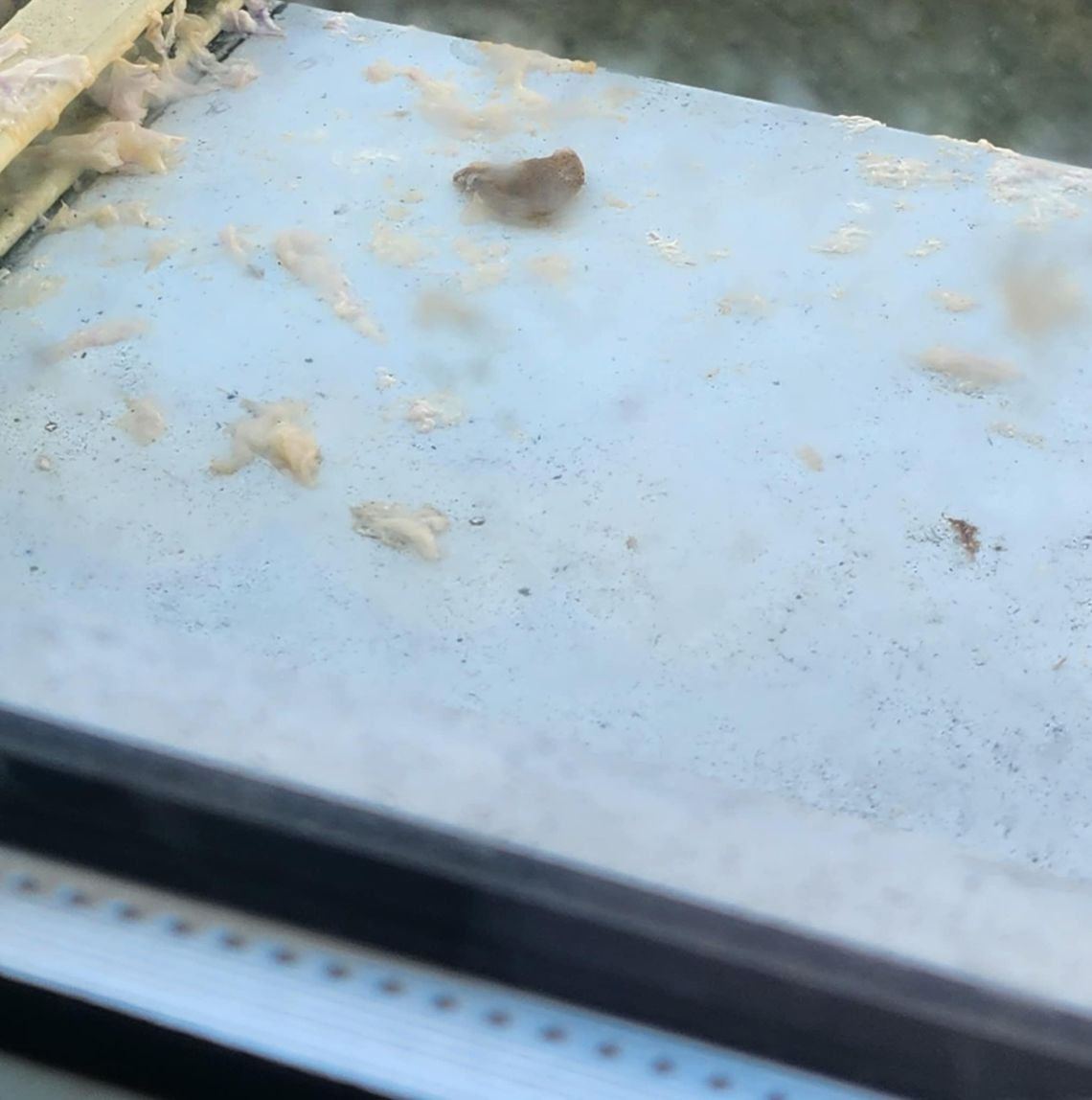 Skórka od bananów na głowie? Uciążliwa lokatorka z centrum Kalisza