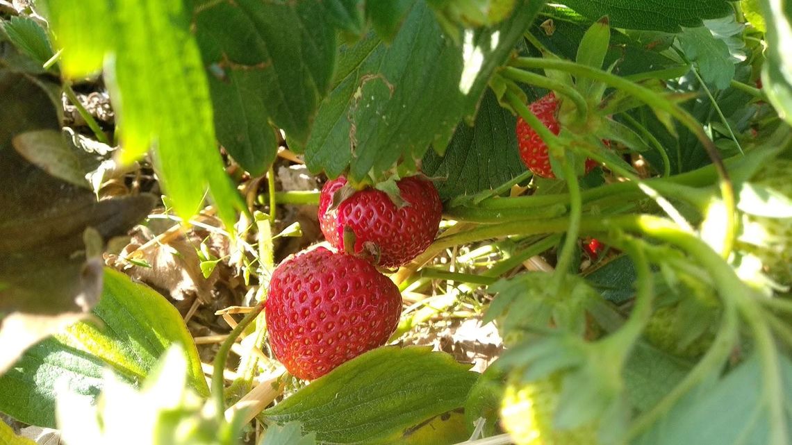 Smak lata. Sezon truskawkowy w pełni, ale długo już nie potrwa ZDJĘCIA