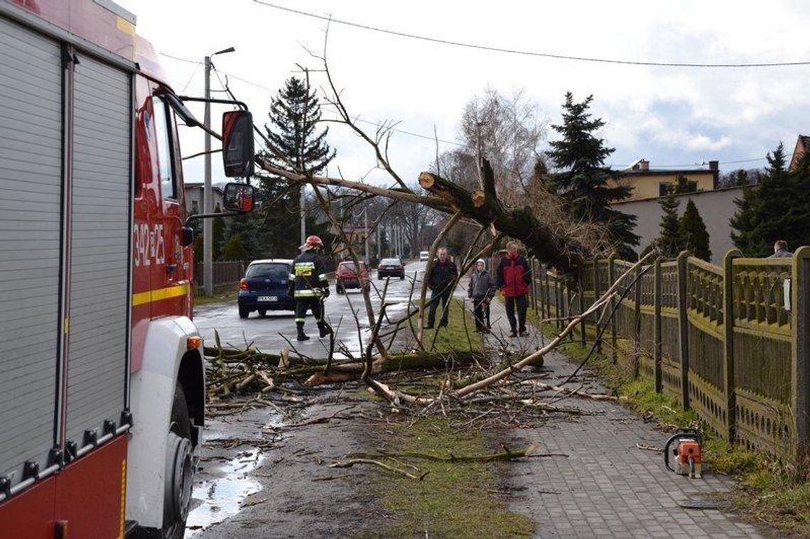 Sporo połamanych drzew- burzowo i wietrznie może być do przez najbliższe godziny