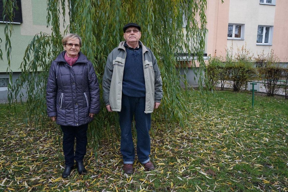 Spór o wierzbę. „Sąsiad z góry nie zrozumie tego z dołu” WIDEO