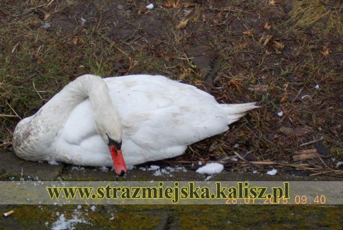 Straż Miejska: łabędzie skatowały łabędzia