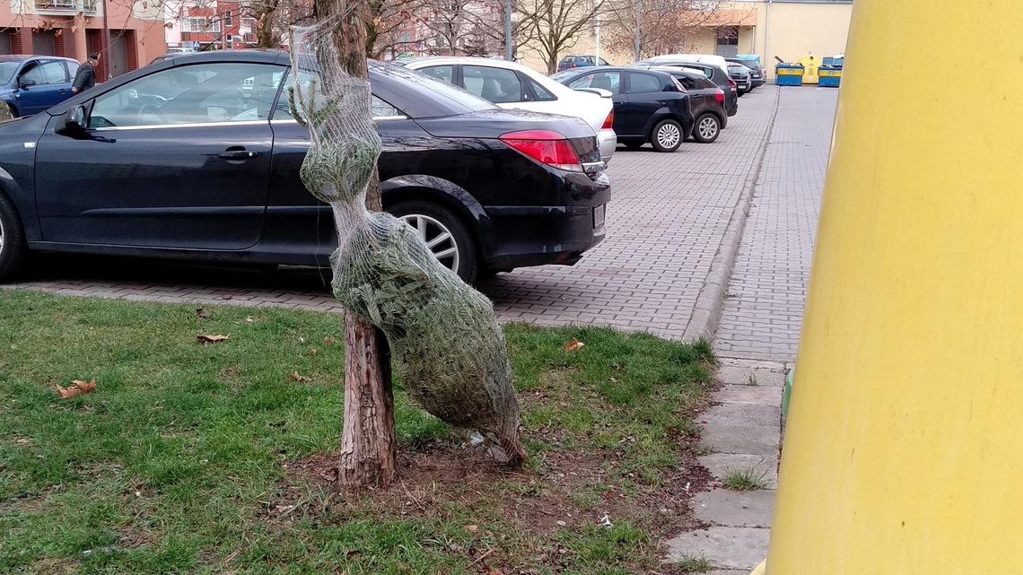 Święta, święta, a po świętach... co zrobić z choinką? WIDEO