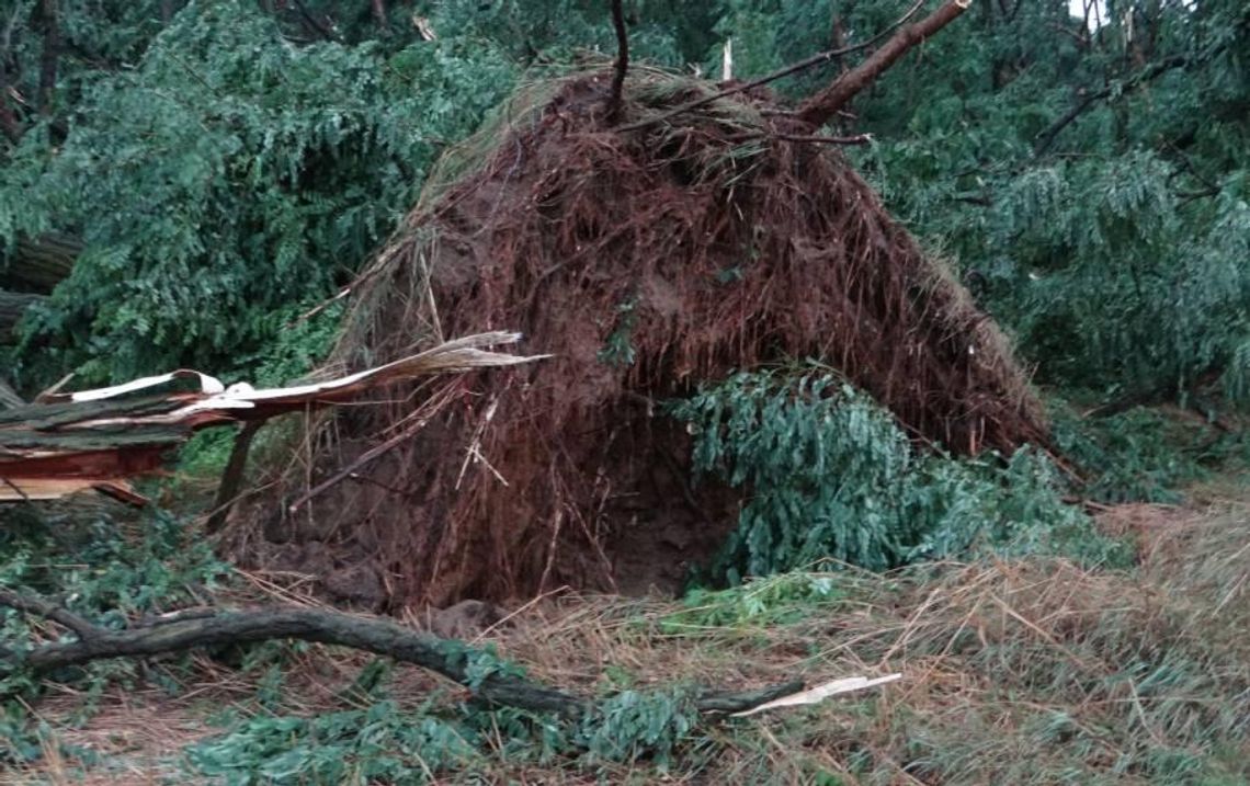 Szacują straty po sierpniowej wichurze. Zniszczonych 36 hektarów lasów